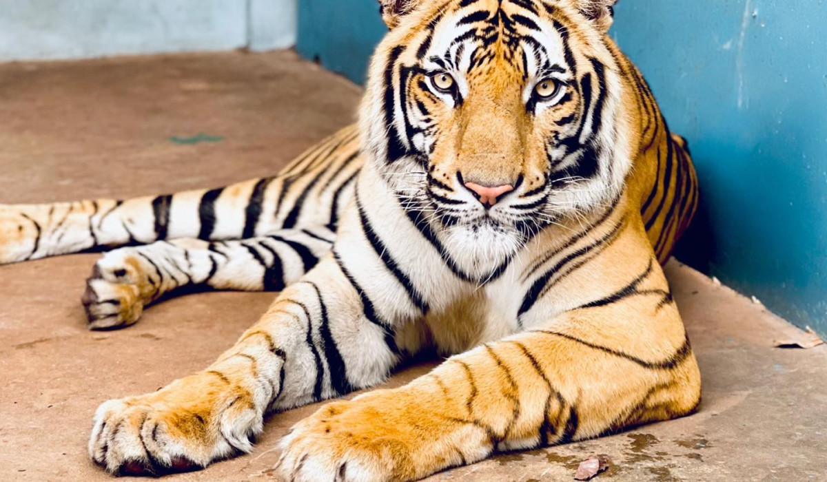 Tous au Zoo